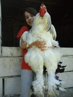 largest chicken breed