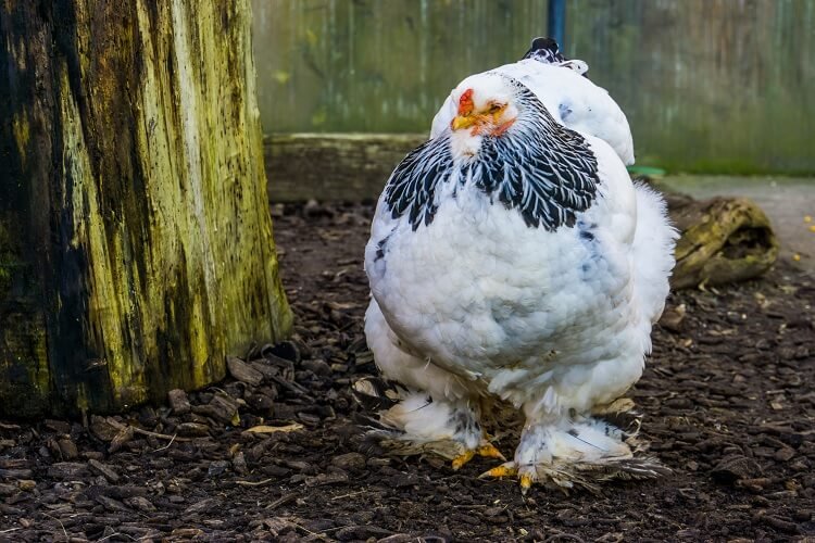 Brahma Chicken All You Need To Know: Colors, Eggs And More… | Chickens And More
