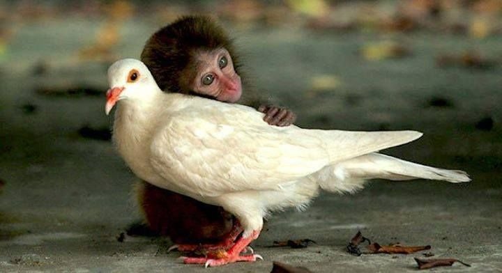 odd animal couples