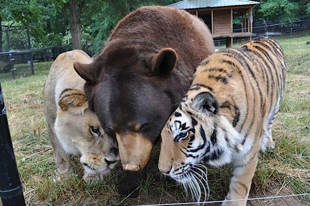 odd animal couples
