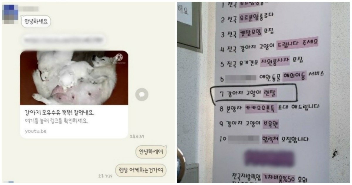 5 67.jpg?fit=1024%2C538&ssl=1&strip=all - "동물 학대다 vs 이정돈 괜찮다"... 인터넷에서 논란이 되고 있는 '강아지 렌탈' 서비스.jpg