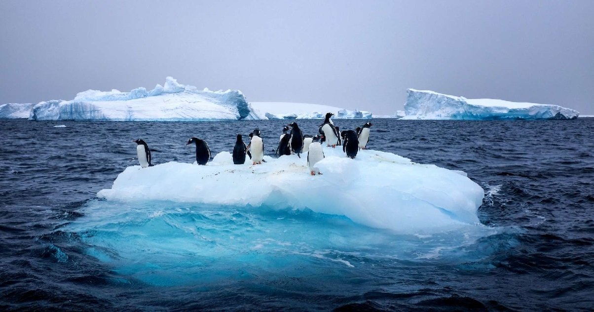 6 antar.jpg?resize=412,275 - Le dernier continent épargné par le coronavirus est finalement contaminé