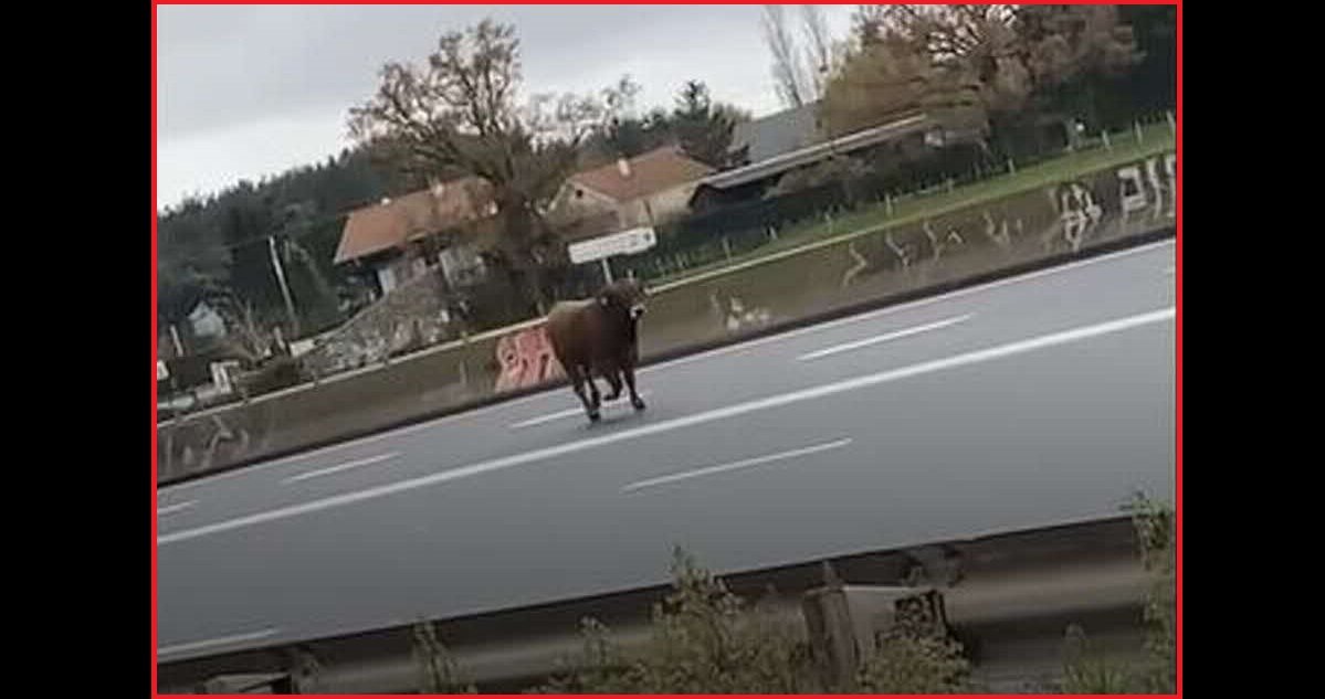7 vache.jpg?resize=1200,630 - Loire: pourquoi cette vache qui traversait l'autoroute A72 a été abattue ?