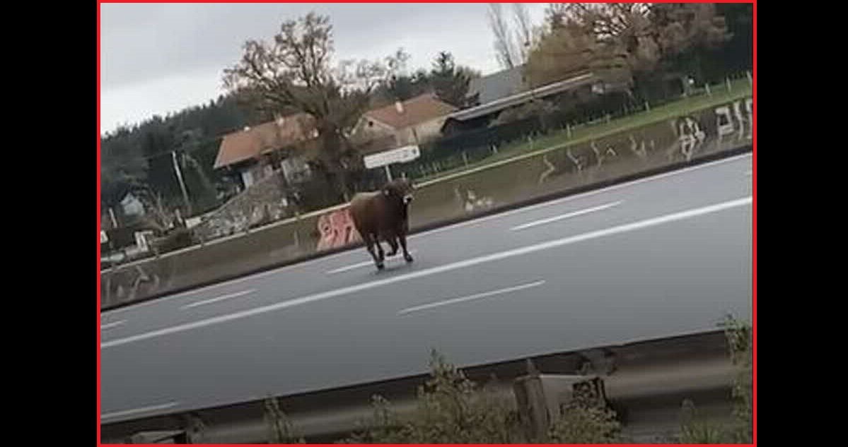 7 vache.jpg?resize=412,275 - Loire: pourquoi cette vache qui traversait l'autoroute A72 a été abattue ?