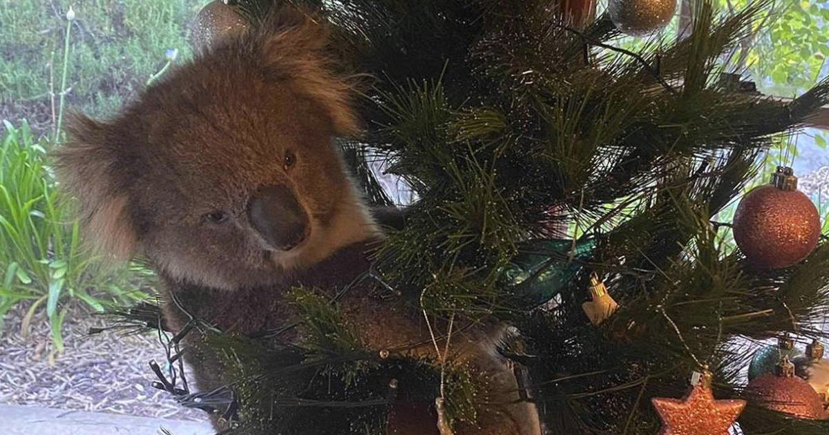 8494493 120420 cc koala christmas img e1607531967710.jpeg?resize=1200,630 - Une famille australienne a découvert un koala dans leur sapin de Noël