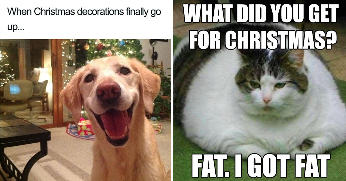 aaaaaaaaag.jpg?resize=412,275 - 10 Funny Christmas Memes That Are Sure To Put You In The Holiday Spirit