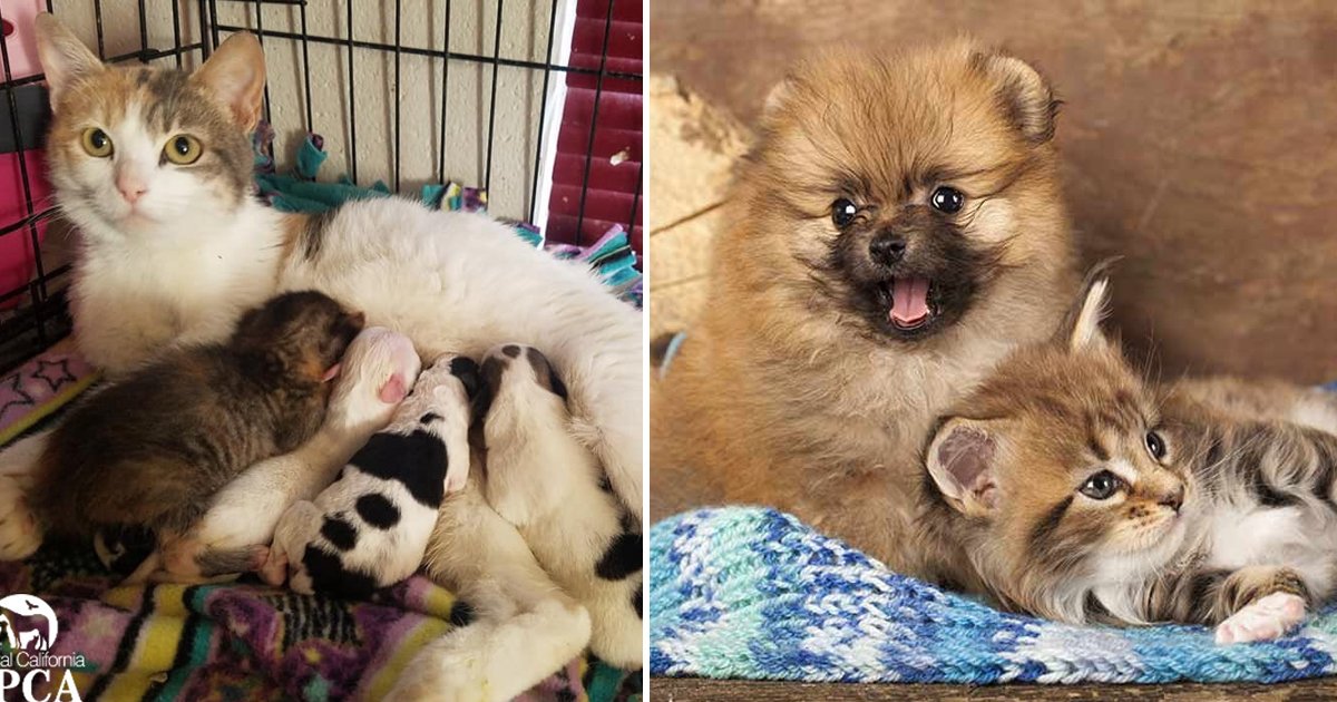 adgag 1.jpg?fit=1024%2C538&ssl=1&strip=all - This Heartwarming Story Of Cat With Puppies Will Take Your Breath Away