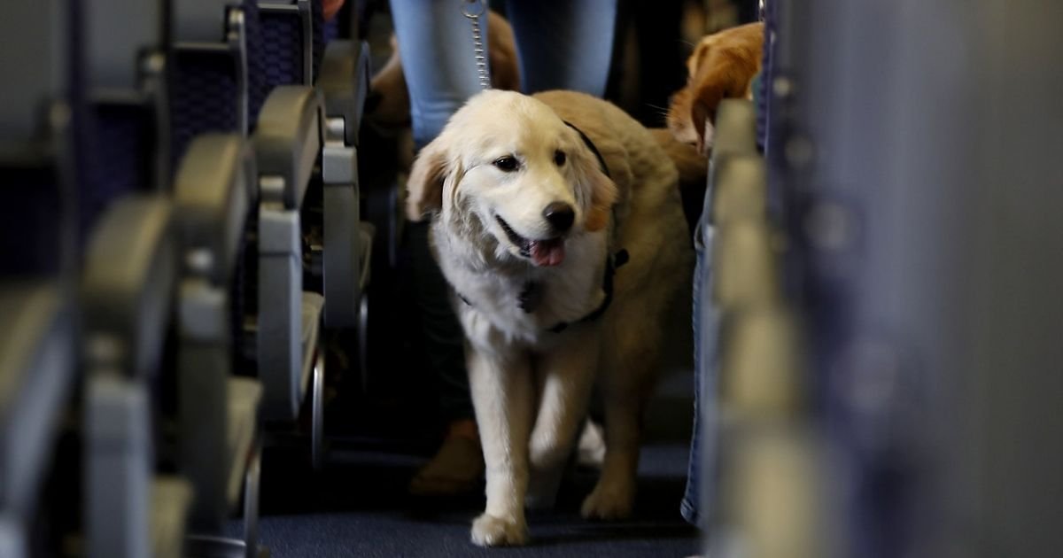 ap photojulio cortez file.jpg?resize=1200,630 - A New Rule Cracks Down On Emotional Support Animals On Planes