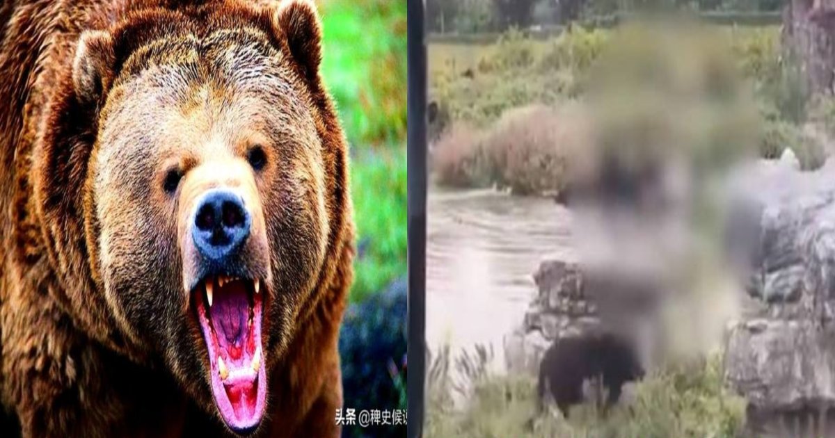 bear kill.png?resize=412,275 - 【衝撃】観覧客の前で熊に襲われた後、引きずられた動物園の飼育士