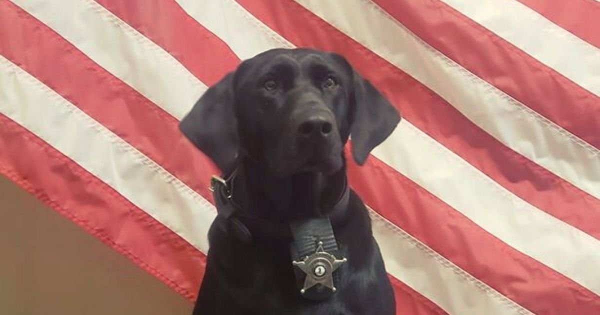 cara5.jpg?resize=1200,630 - Hero Police Dog Tragically Died In Line Of Duty While Searching For A Gun