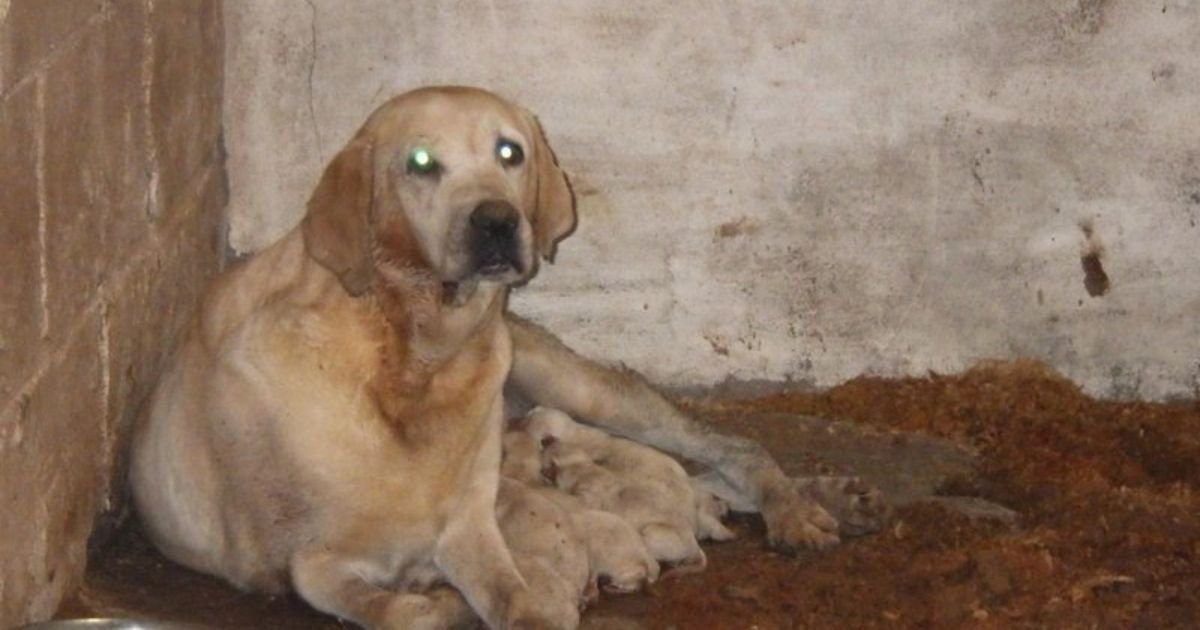 change org 1.jpg?resize=412,232 - More Than 55,000 People Sign Petition To End Controversial BBC Dog Breeding Documentary