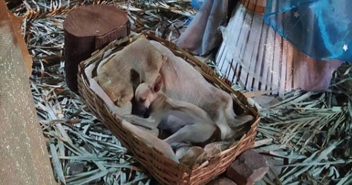 chiot dort dans creche noel nadia rosangella 002 e1607964519910.jpg?resize=412,232 - Brésil : Un chiot a élu domicile dans une crèche de Noël