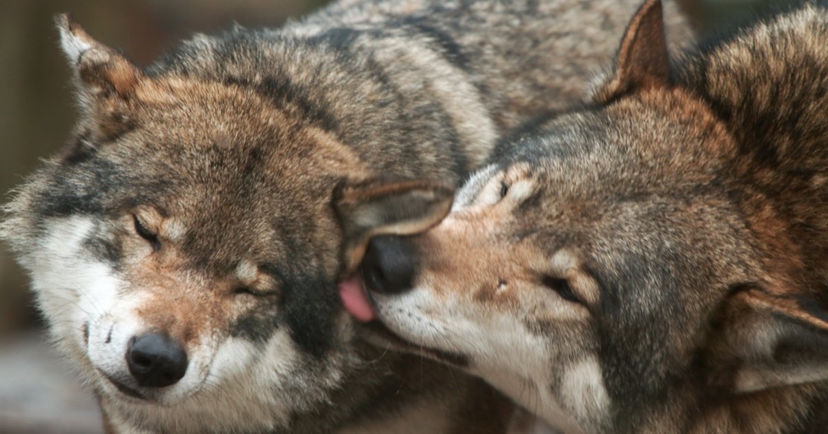 dfdsf.jpg?resize=1200,630 - Do Wolves Mate For Life | Unique Facts That We Bet You Didn't Know