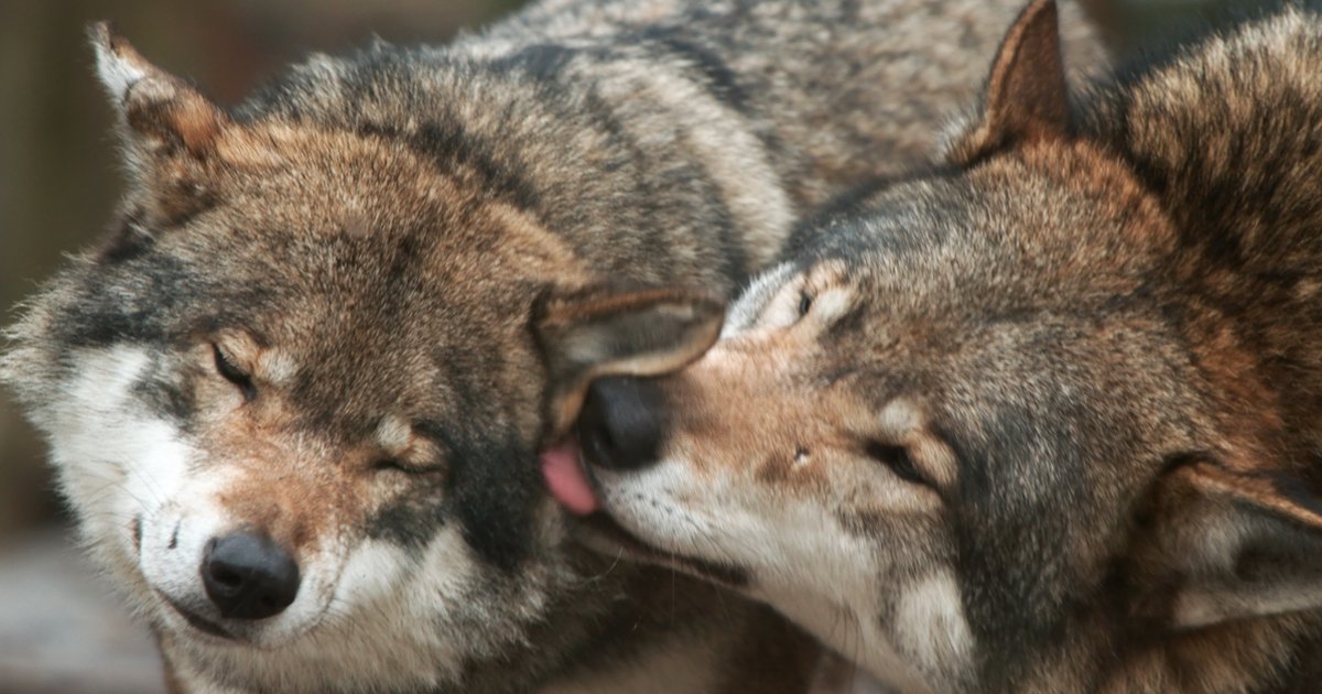 dfdsf.jpg?resize=300,169 - Do Wolves Mate For Life | Unique Facts That We Bet You Didn't Know