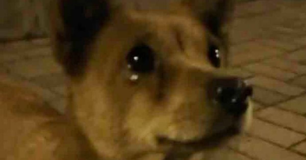 dog5 1.jpg?resize=412,232 - Stray Dog Cries Tears Of Joy After Kind Stranger Gives It Some Food
