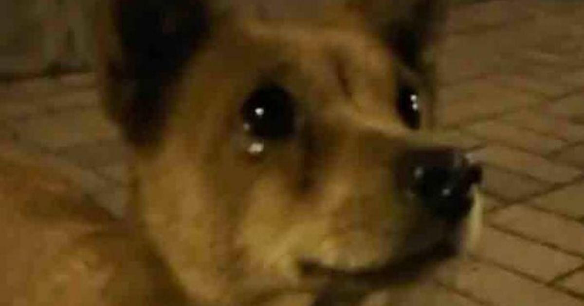 dog5 1.jpg?fit=1024%2C538&ssl=1&strip=all - Stray Dog Cries Tears Of Joy After Kind Stranger Gives It Some Food