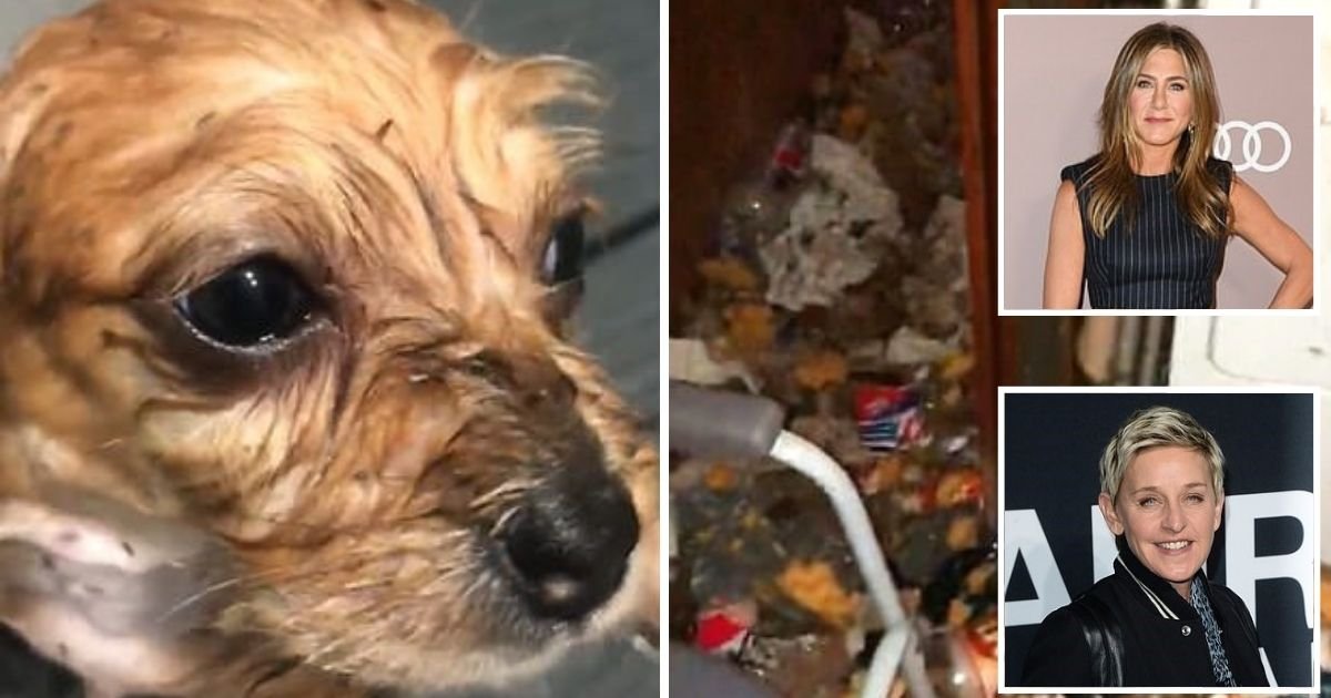 dogs.jpg?resize=412,232 - 100 Dogs Covered In Fleas And Living In A Hoarder's Filthy House Have Been Rescued