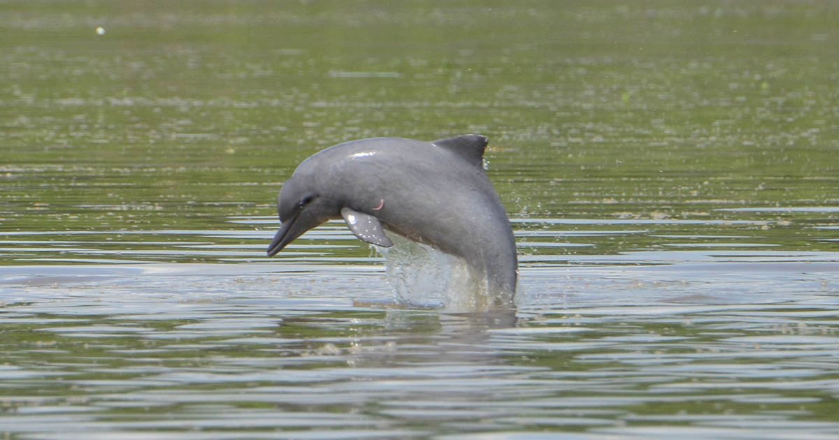 dolphin e1608710428905.jpg?resize=412,275 - Extinction : 31 espèces perdues en 2020