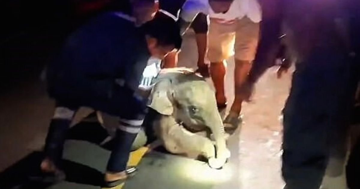 elephant5.jpg?resize=412,275 - One-Month-Old Elephant Cries In Pain After Motorcyclist Crashed Into It
