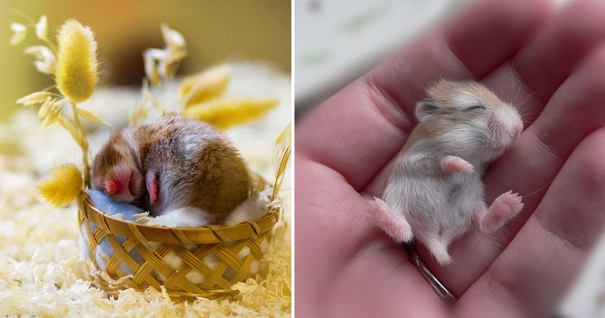 ertertert.jpg?fit=1024%2C538&ssl=1&strip=all - Cute Hamsters Are Trending And One Look Is All It Takes To Fall In Love