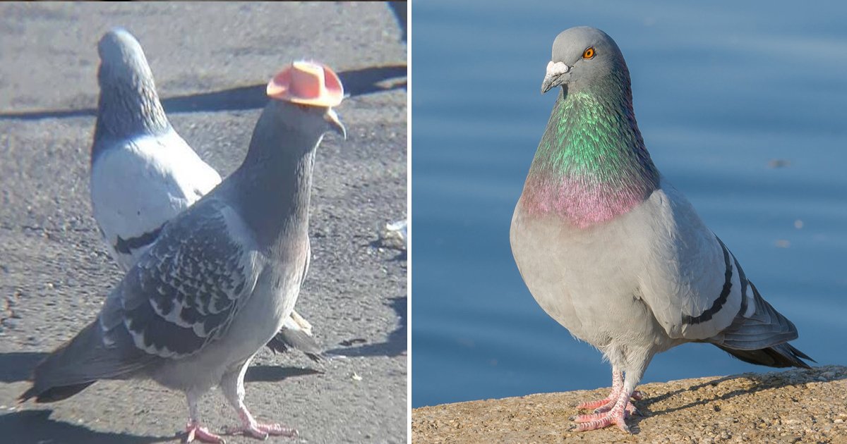 erwrwer.jpg?fit=1024%2C538&ssl=1&strip=all - Sitting Pigeons |  A List Of Incredible Facts About The Humble Creature