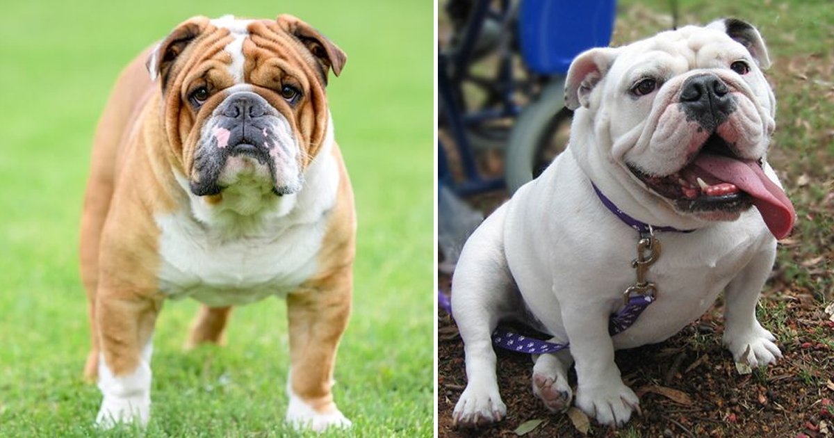 gagagag.jpg?resize=412,275 - Victorian Bulldogs Are Fascinating Creatures & These Unique Facts Prove Why