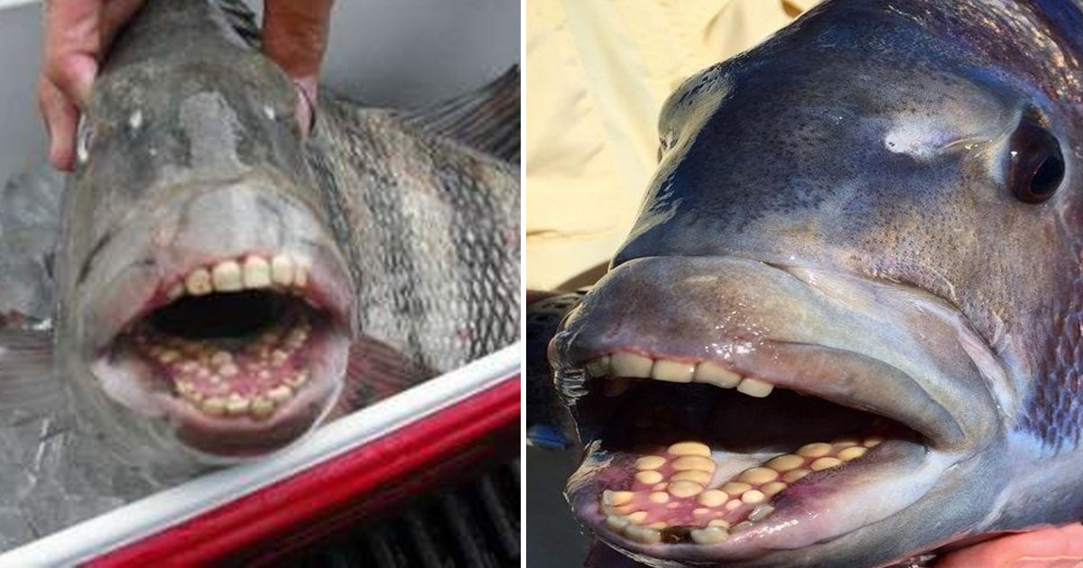 These Fish With Human Teeth Are Freaking Out People By The