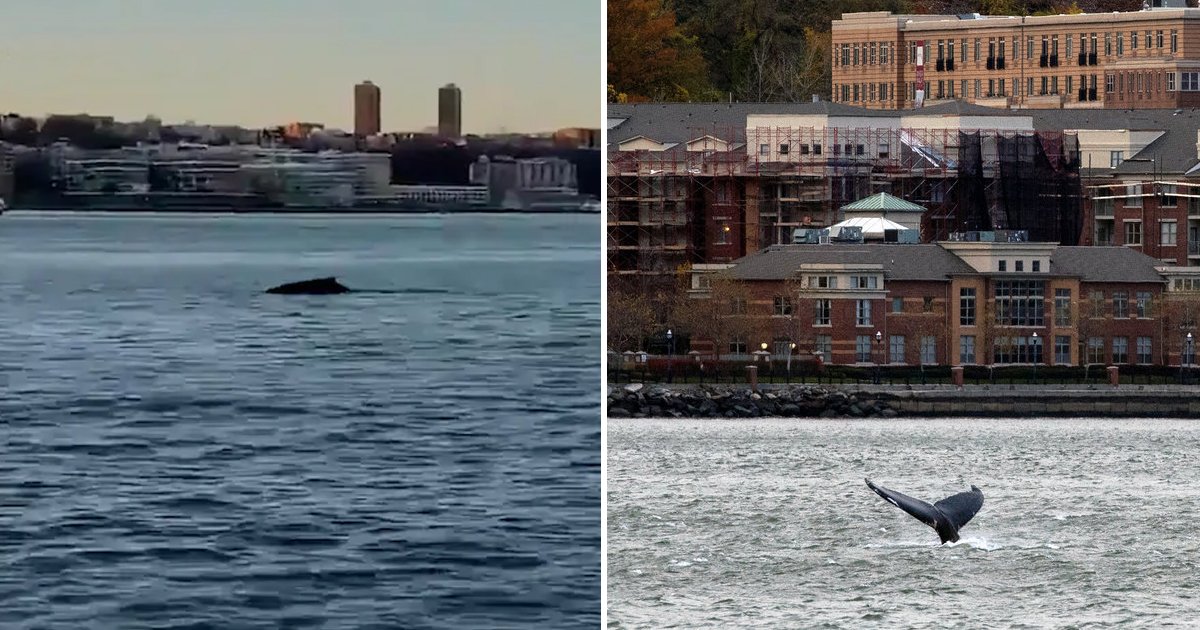 ggggggggg.jpg?resize=412,275 - Humpback Whale Spotted Swimming In The Hudson River Near Midtown