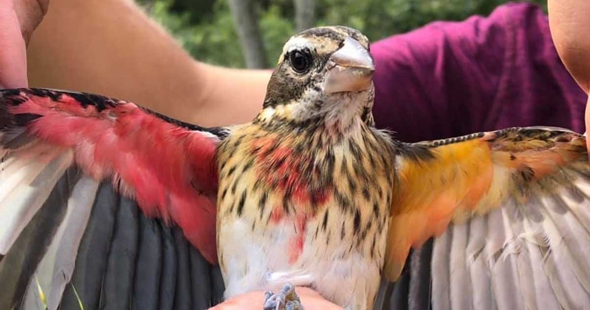 gynandromorph 1.jpg?resize=412,275 - A Rare Half-Male Half-Female Songbird Found In Pennsylvania