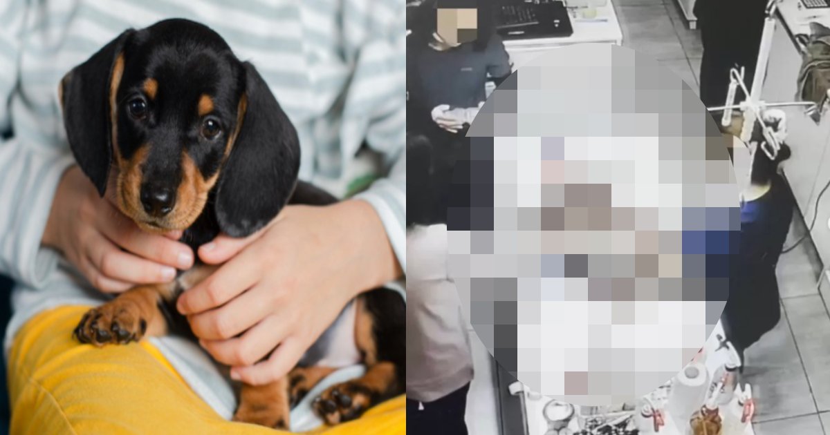 inu kangosi.png?resize=1200,630 - 死にかけている子犬の顔に「ファブリーズ」をまき散らした看護師たち（写真アリ）