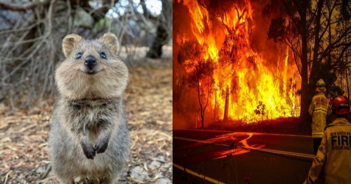 kuokka kazi.png?resize=412,275 - 世界で最も幸せな動物クオッカ、オーストラリアの山火事で絶滅危惧種に…