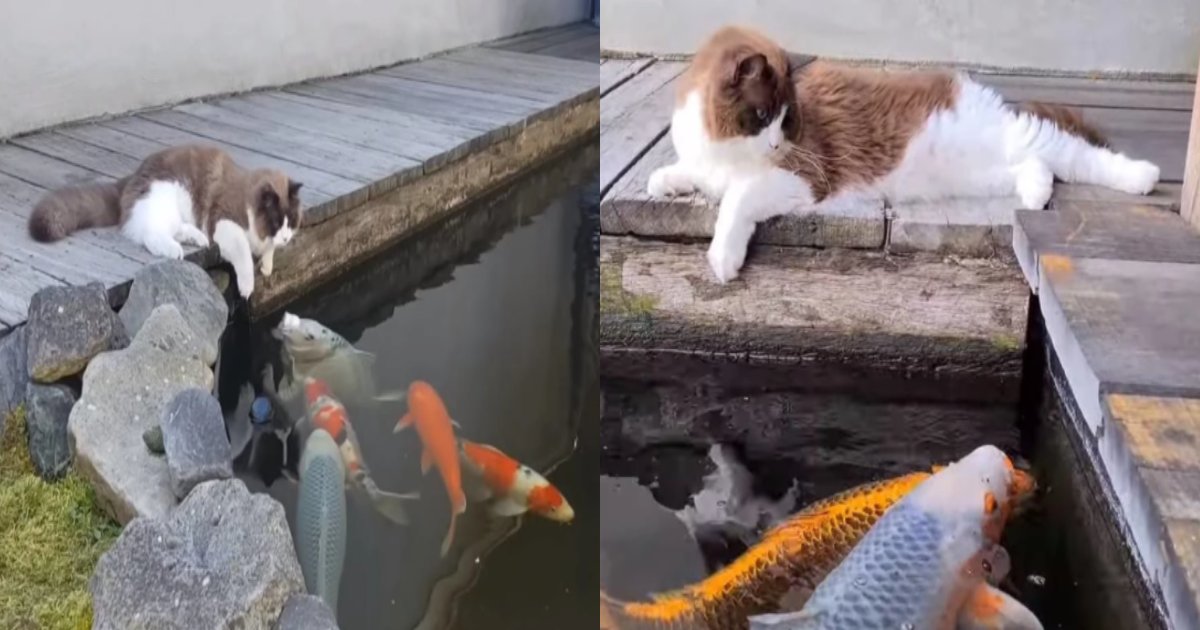 neko koi.png?resize=412,275 - 池にいる鯉を覗いてキスをする猫が可愛すぎる(映像)
