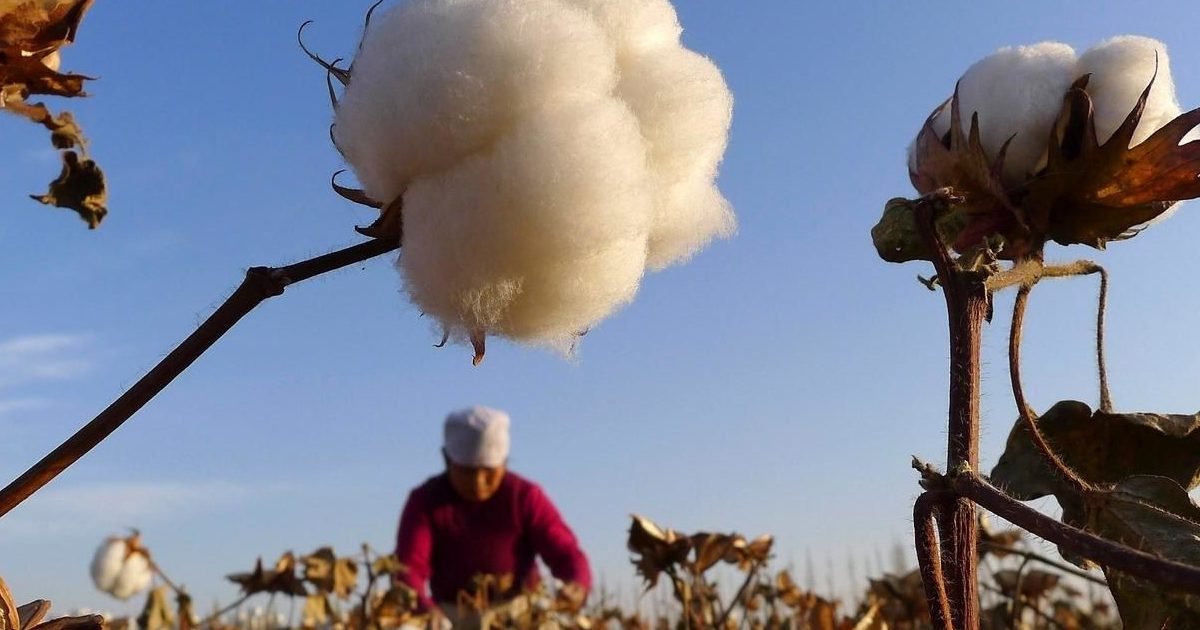 ouighourcoton 3 china cotton reserves 0 e1608052033380.jpeg?resize=1200,630 - Chine : plus de 500 000 Ouïghours seraient contraints de récolter du coton