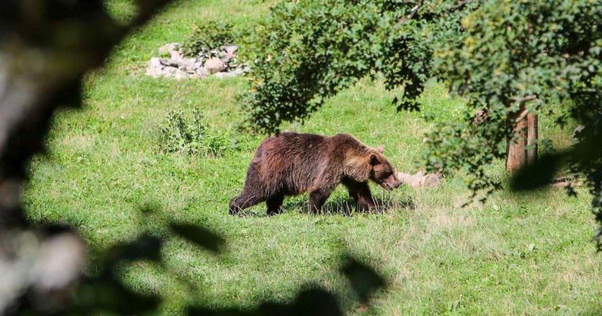 ours.png?resize=1200,630 - Sondage : 6 Français sur 10 sont favorables au lâcher d’un nouvel ours dans les Pyrénées