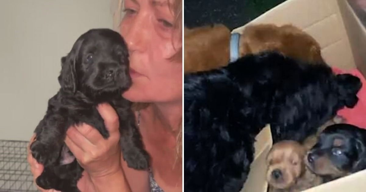puppies5.jpg?resize=1200,630 - Woman Left Heartbroken After Thieves Stole Litter Of Puppies From Her Home