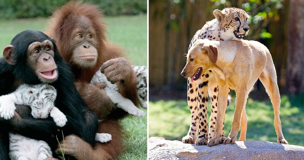 reegg.jpg?resize=412,275 - These Dynamic Clicks Of Odd Animal Couples Will Melt Your Heart