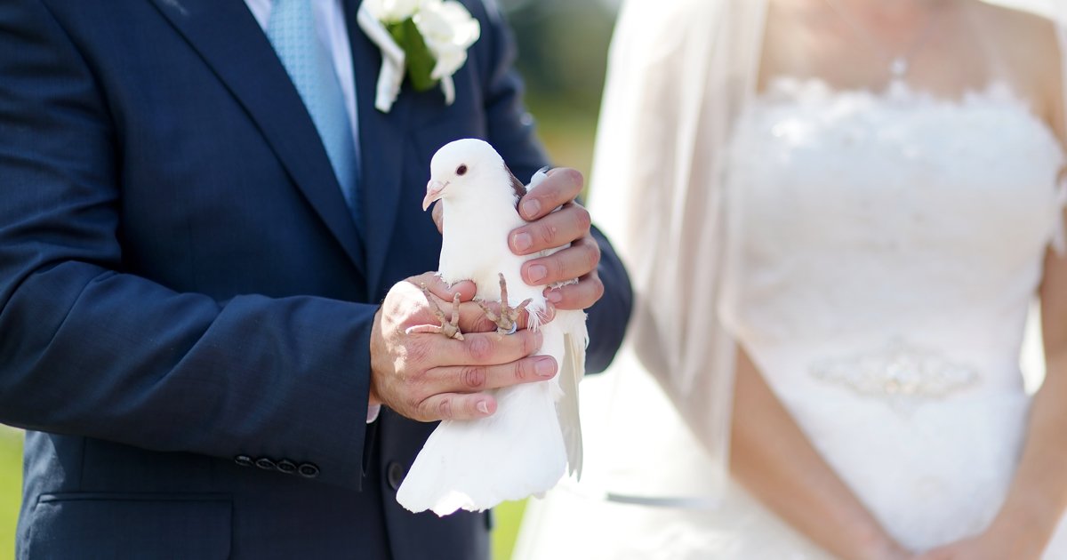 rerer 1.jpg?fit=1024%2C538&ssl=1&strip=all - White Pigeons | A Tale Describing The Truth That No One Really Speaks About