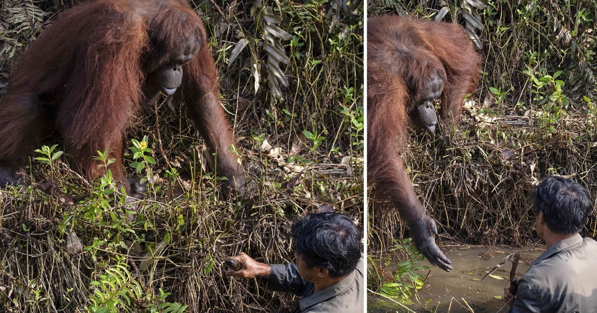 rr comp orangutan e1606766839922.jpg?resize=1200,630 - Un orang-outan tend la main pour aider un homme qu'il croit piégé dans la rivière