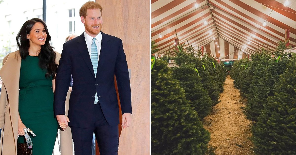 rrryry.jpg?resize=412,275 - Bizarre Royal Encounter: Prince Harry Gets Mistaken As Christmas Tree Salesman