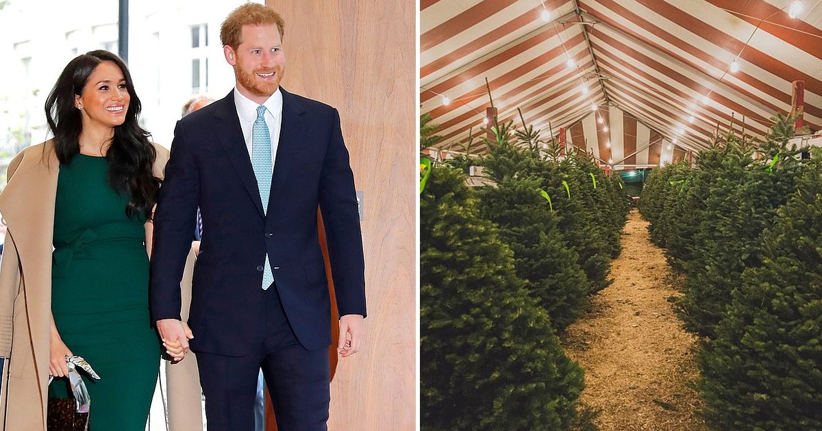 rrryry.jpg?fit=1024%2C538&ssl=1&strip=all - Bizarre Royal Encounter: Prince Harry Gets Mistaken As Christmas Tree Salesman