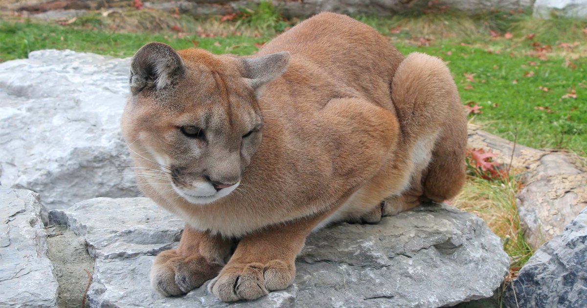 sdfsdg 1.jpg?resize=412,232 - Eastern Pumas Are Getting Extinct But Here's Why Experts Say It's A Good Thing