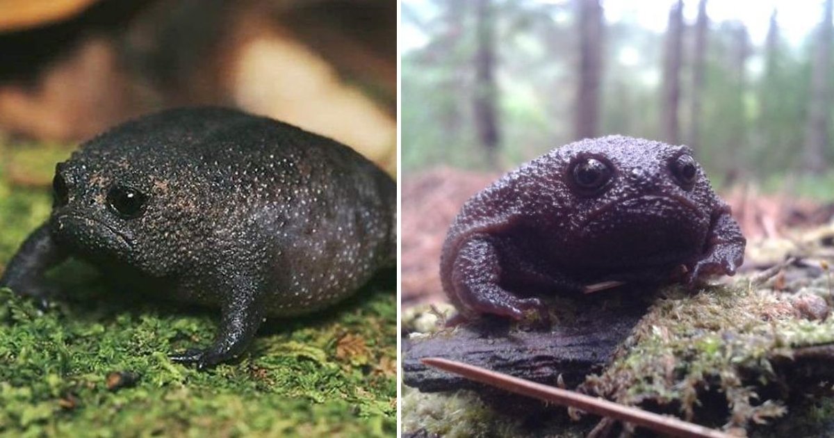 This Black Rain Frog Is Getting Dubbed As The World's 'Grumpiest' Amphibian