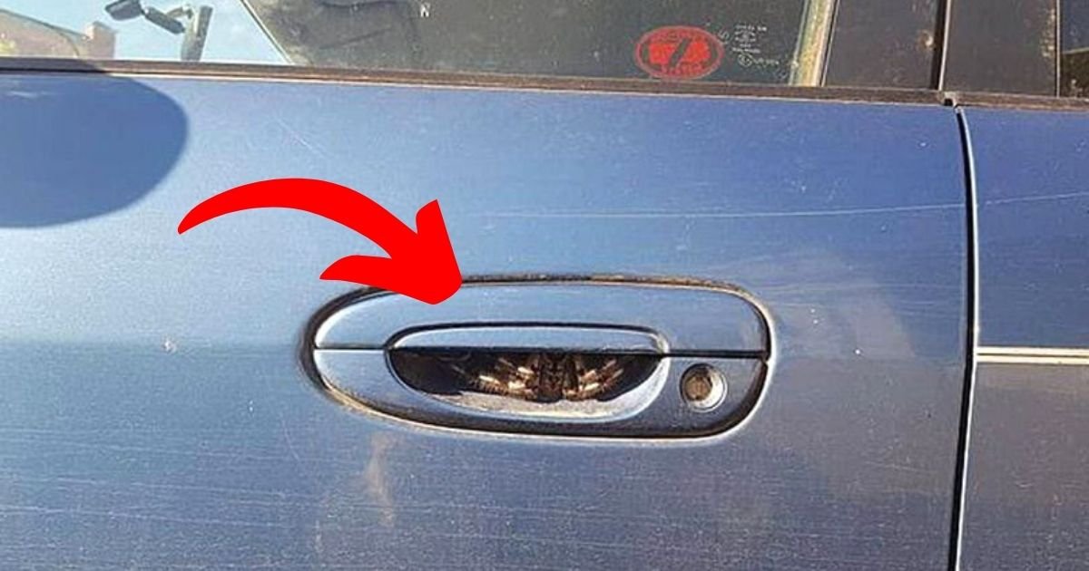 spider4.jpg?resize=412,275 - Woman 'Hasn't Driven For A Week' After Spotting Terrifying Creature Inside Car Door Handle
