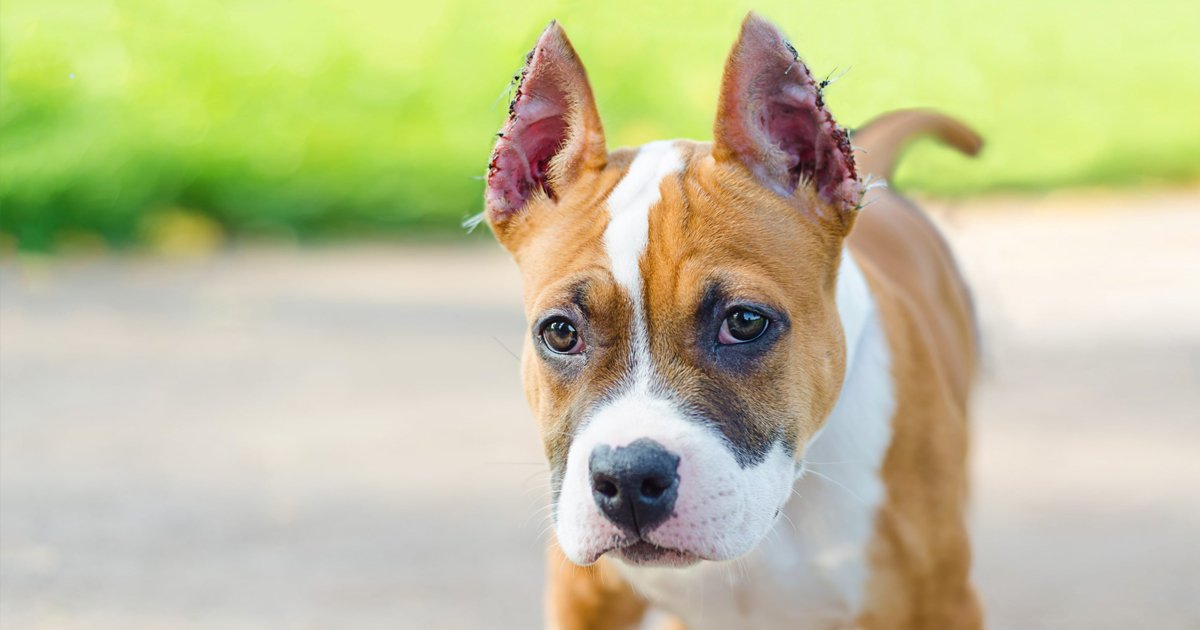 ssdsd.jpg?resize=412,275 - Here's Why Cropping Dogs' Ears Is Something You Shouldn't Be Doing