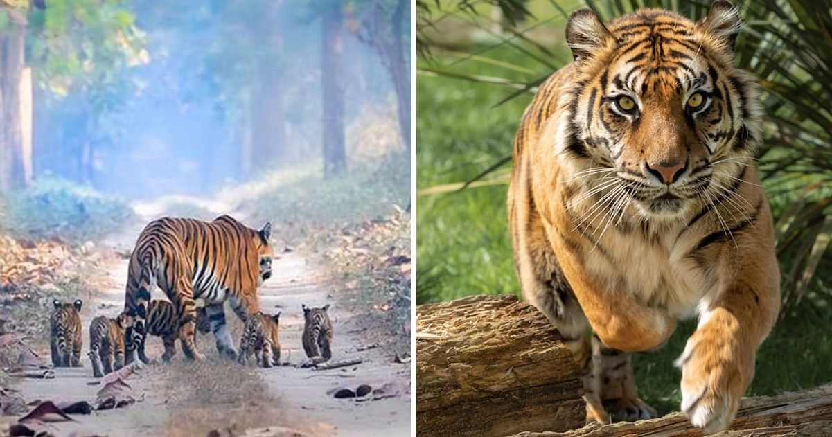 tigers 1 e1606866027410.jpg?resize=1200,630 - Inde : la photo virale d'une tigresse avec ses cinq petits