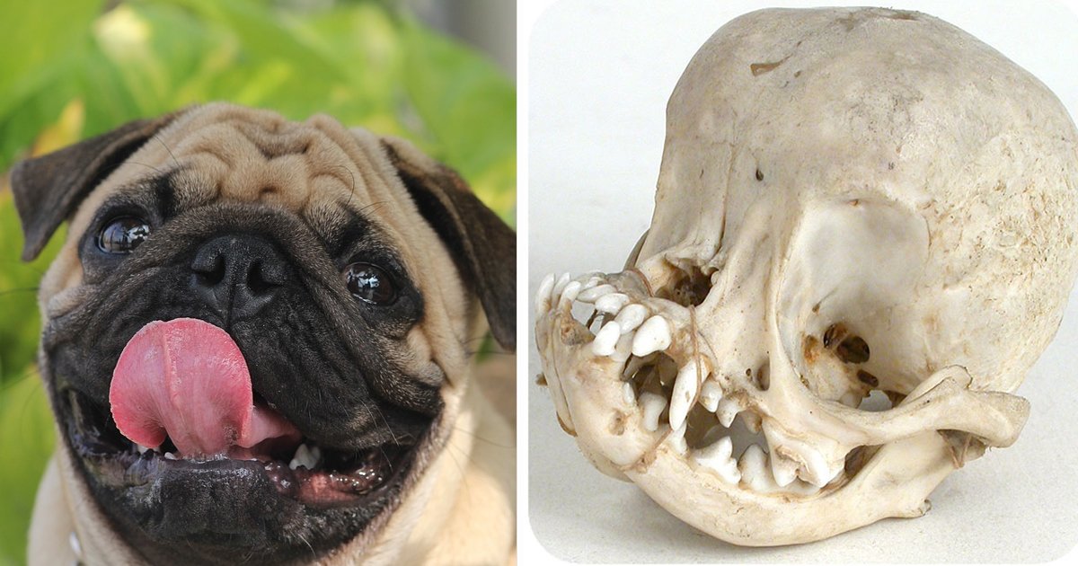 trtrtrggg.jpg?resize=412,232 - These Skull Of A Pug Images Show How Prone These Dogs Are To Health Problems
