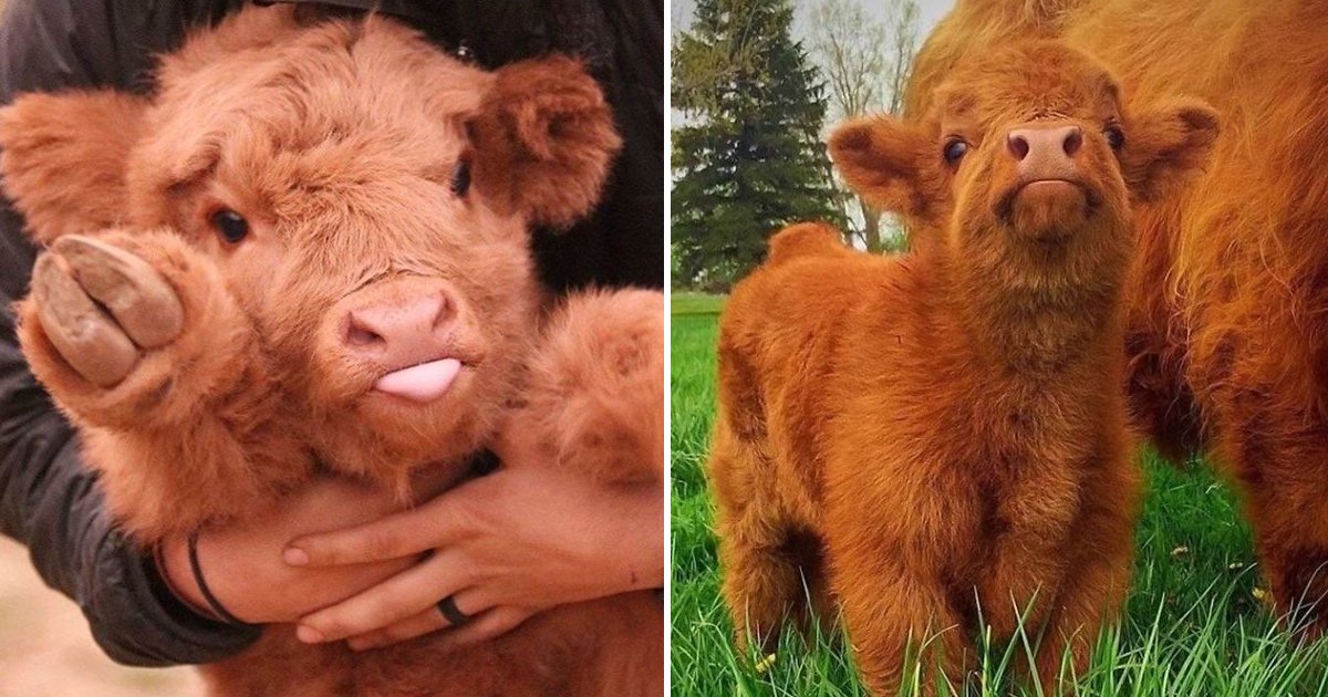 trtrtsdsfsdf.jpg?resize=412,275 - Cute Baby Cows Are Trending And One Look Is All It Takes To Fall In Love