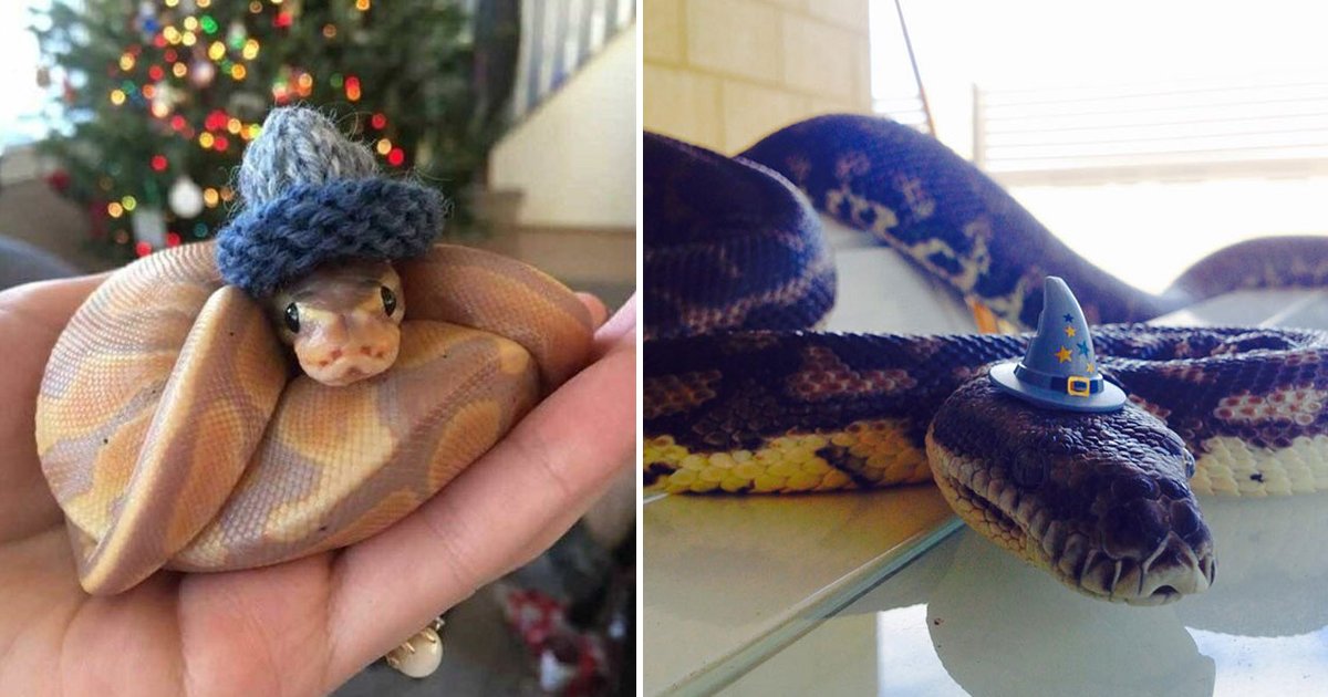 ttertert.jpg?resize=412,275 - These Snake In Hat Images Are Putting Serpentine Creatures In The Spotlight