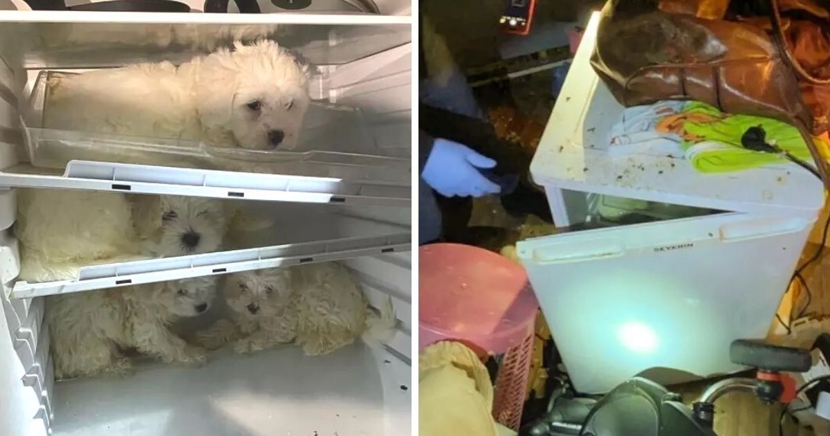 untitled design 3 4.jpg?resize=412,232 - Frightened Puppies Found In A Fridge; Four Suspects Are Arrested