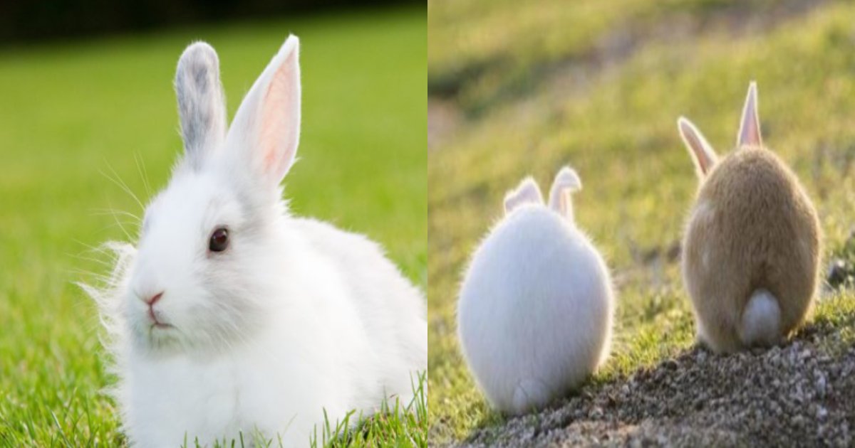 私たちが知っている丸いウサギのしっぽ 収納型 ということが明らかになりました Hachibachi